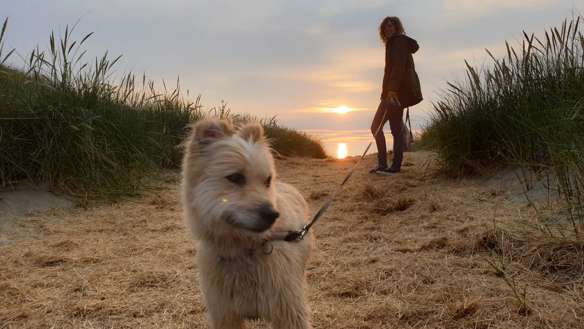 Mein Hund am Strand